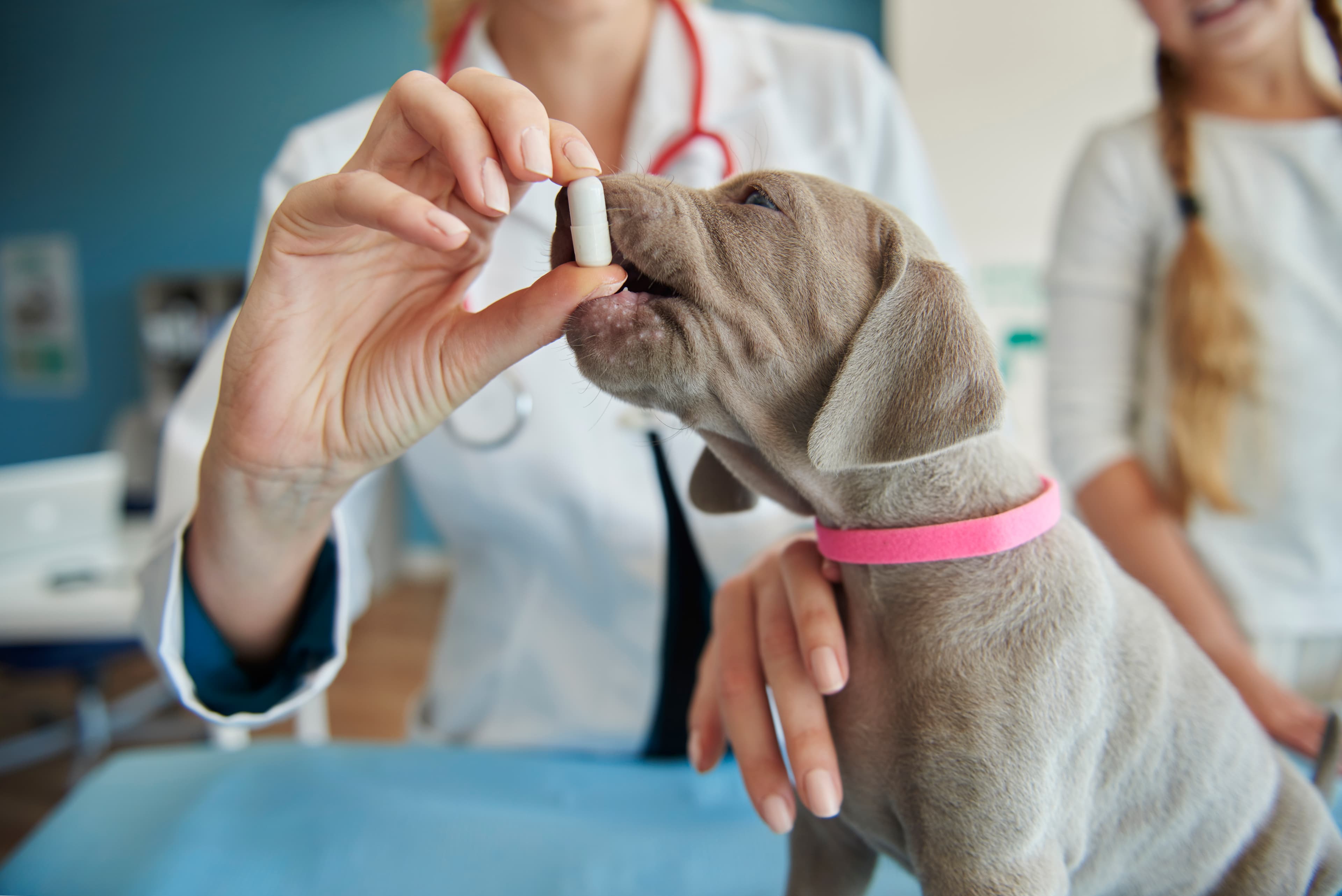 Veterinary Service